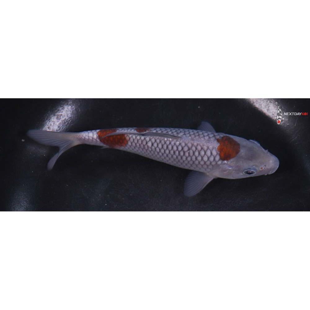 5.5” Imported Ochiba Shigure