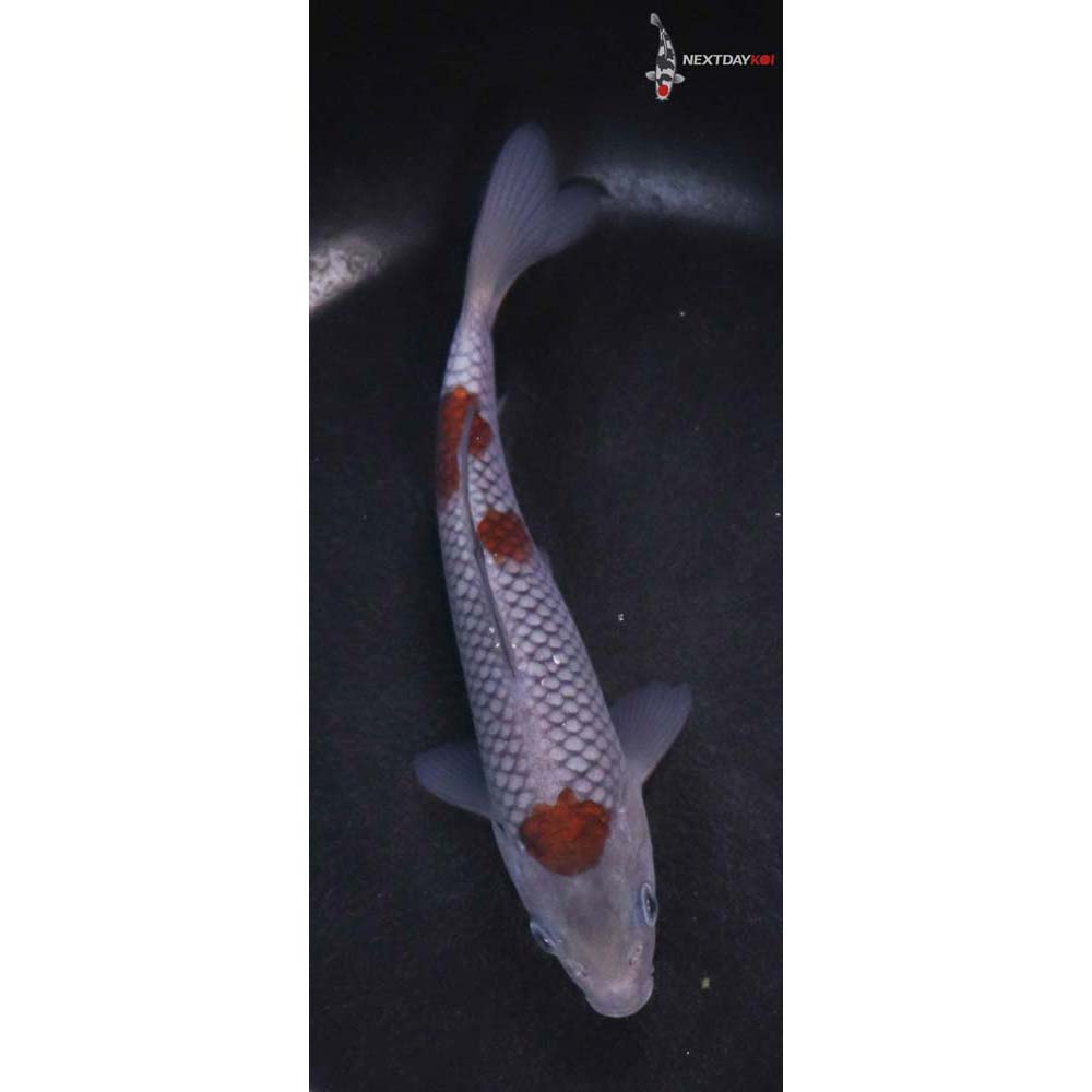 5.5” Imported Ochiba Shigure