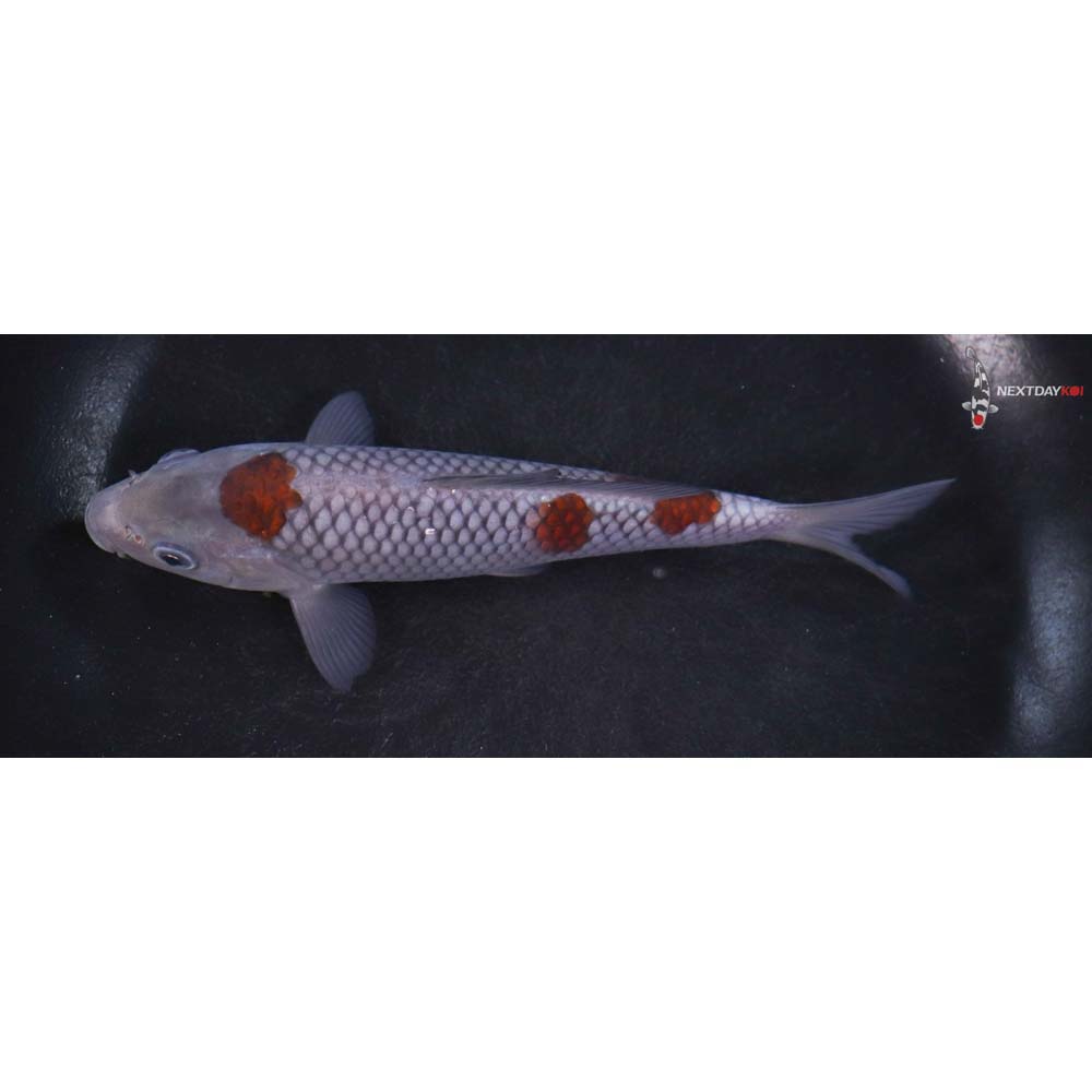 5.5” Imported Ochiba Shigure