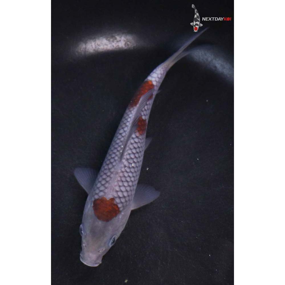 5.5” Imported Ochiba Shigure