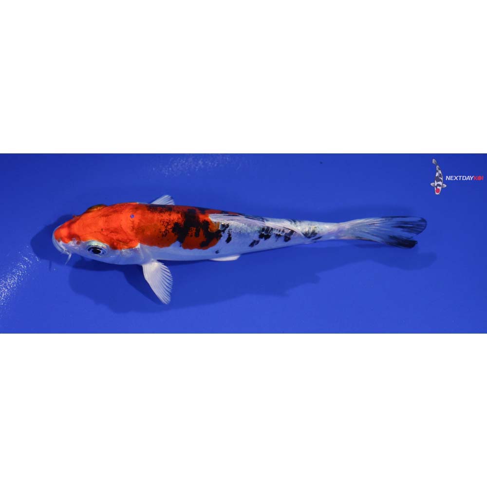5” Imported Heisei Nishiki