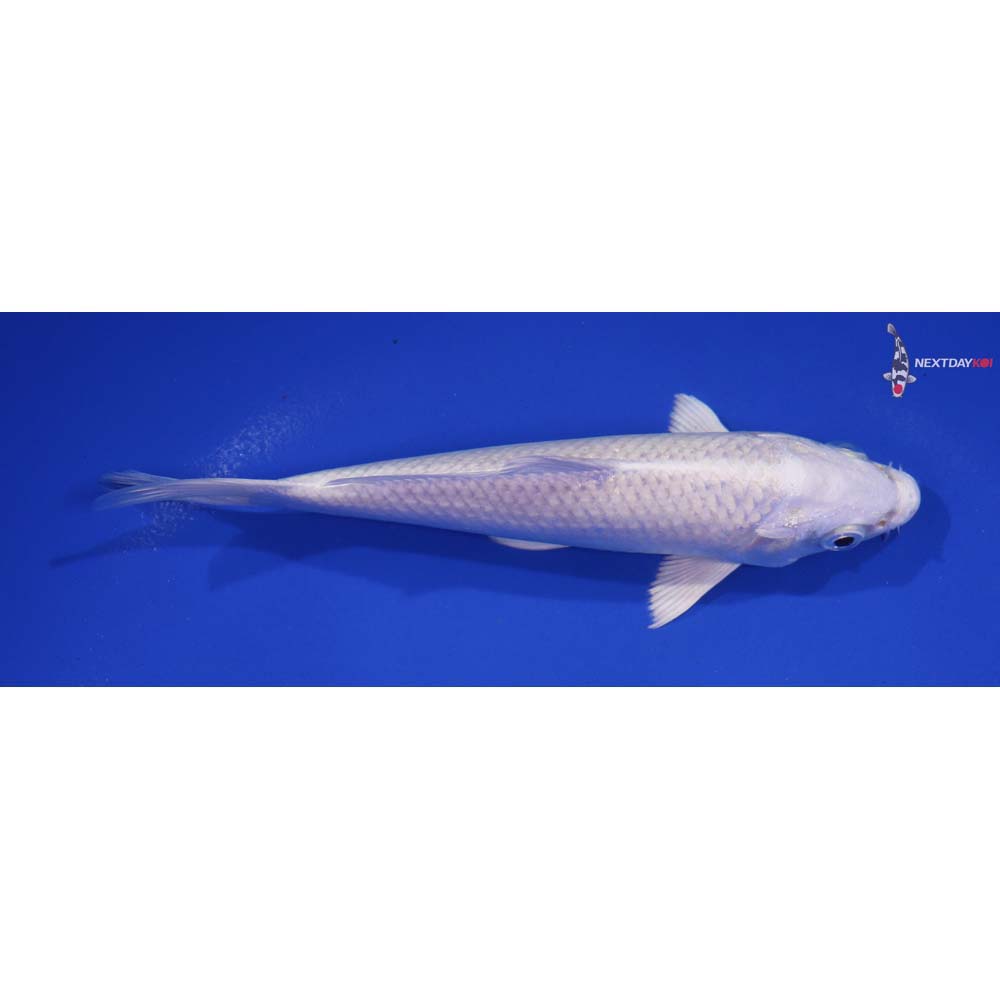 6” Imported Platinum Ogon