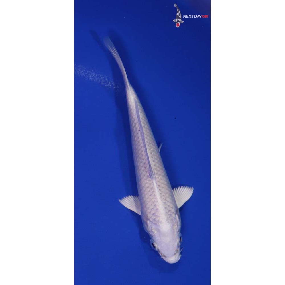 6” Imported Platinum Ogon
