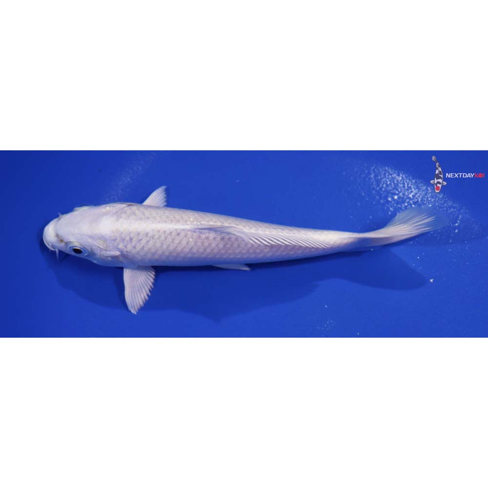 6” Imported Platinum Ogon