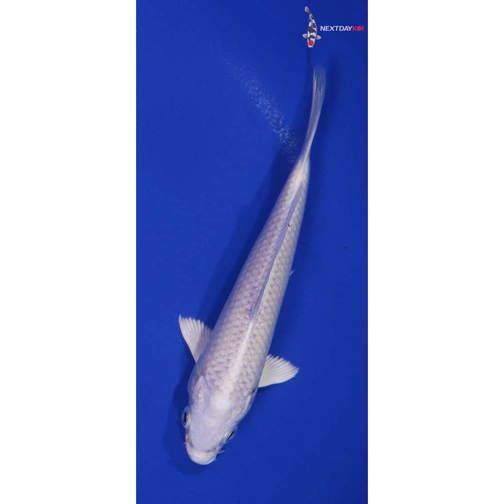 6” Imported Platinum Ogon