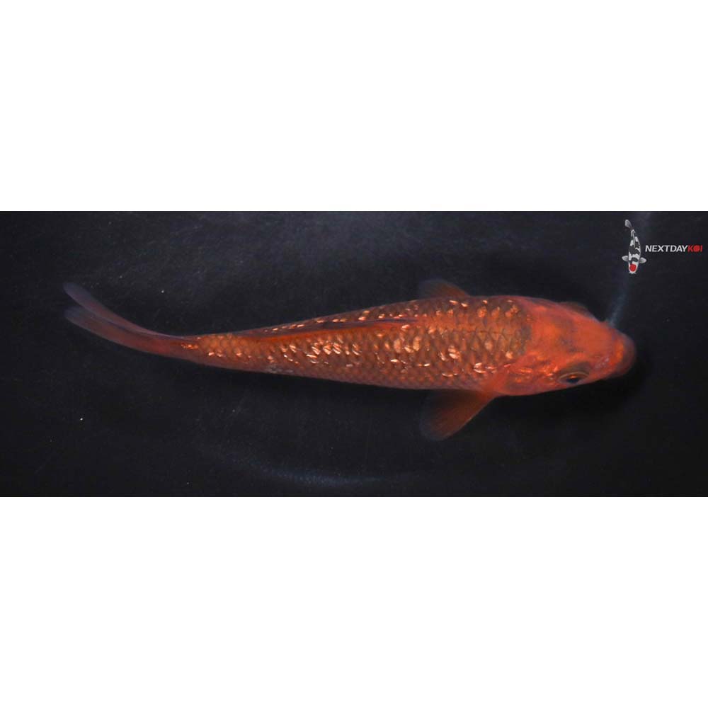 6” Imported Gin Rin Chagoi