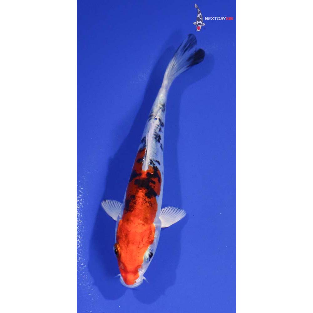 5” Imported Heisei Nishiki