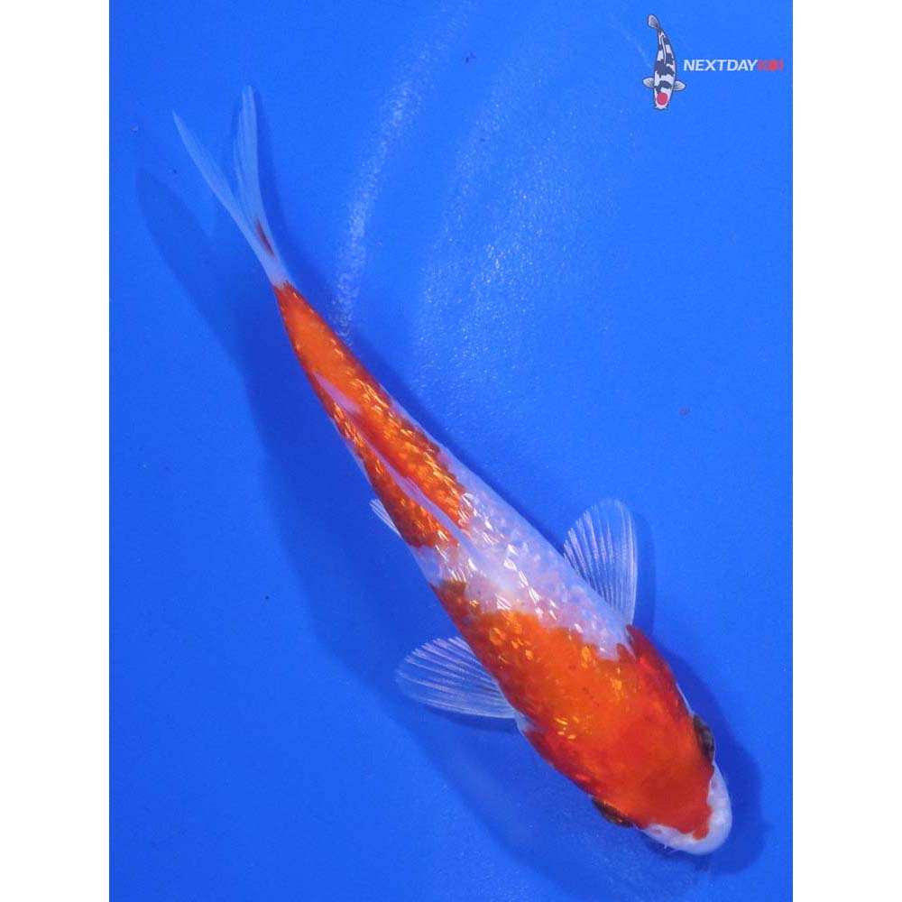 3.5” Imported Gin Rin Hariwake