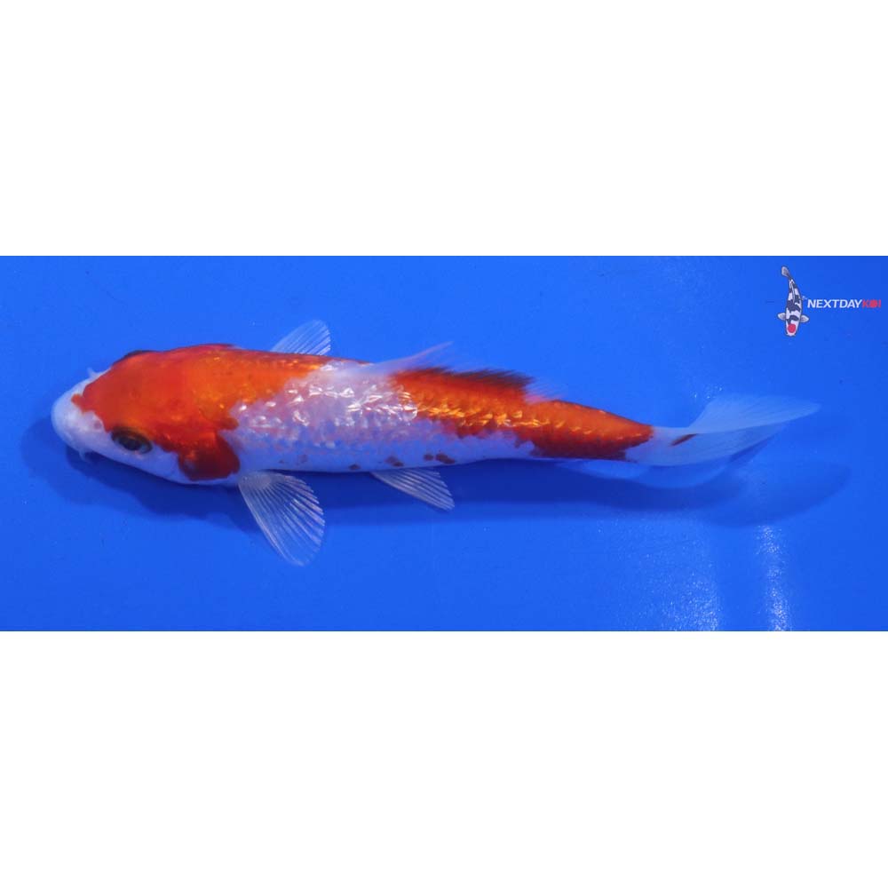 3.5” Imported Gin Rin Hariwake
