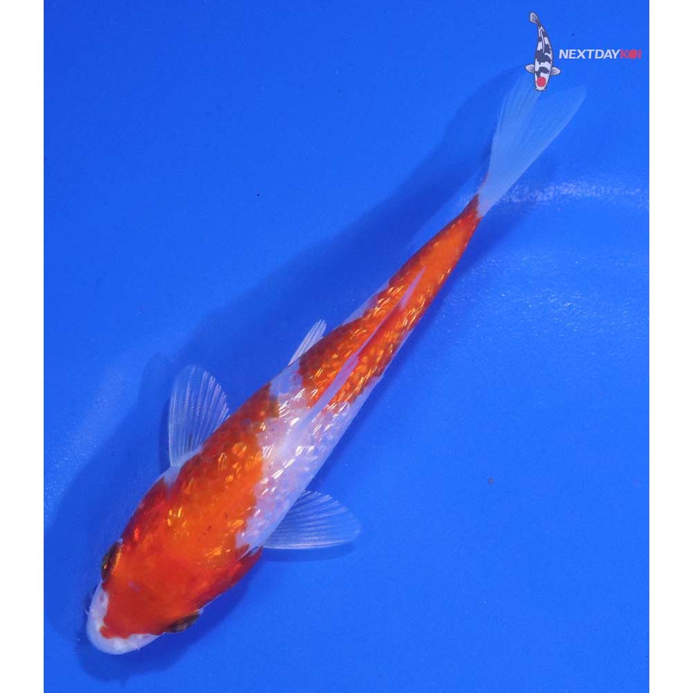 3.5” Imported Gin Rin Hariwake