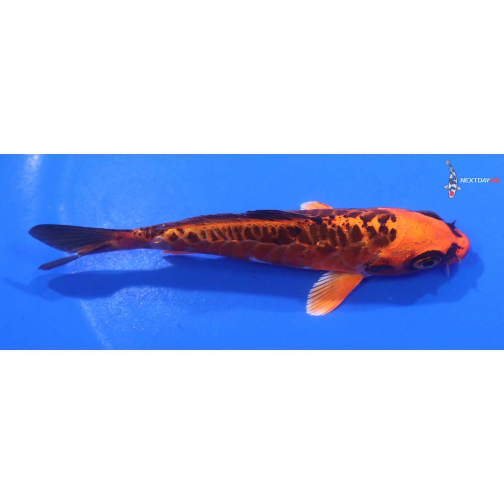 4” Imported Armor Scaled Orenji Matsuba