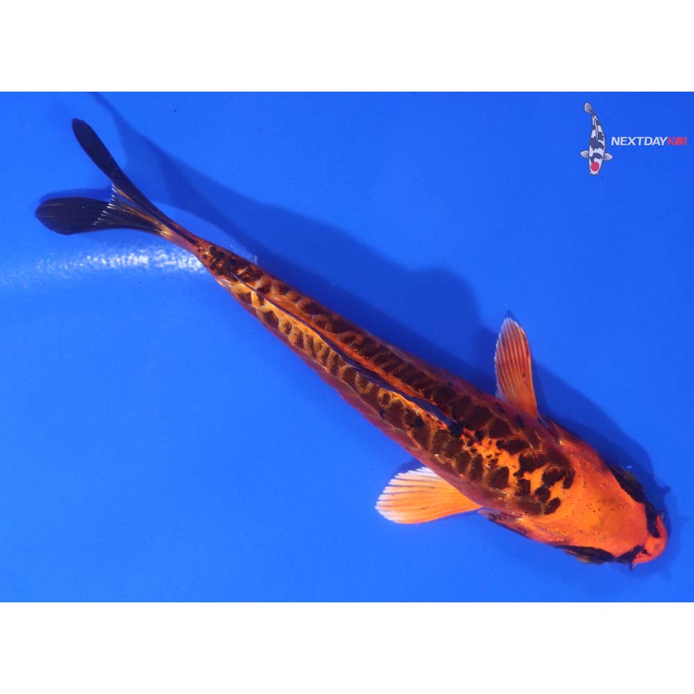 4” Imported Armor Scaled Orenji Matsuba