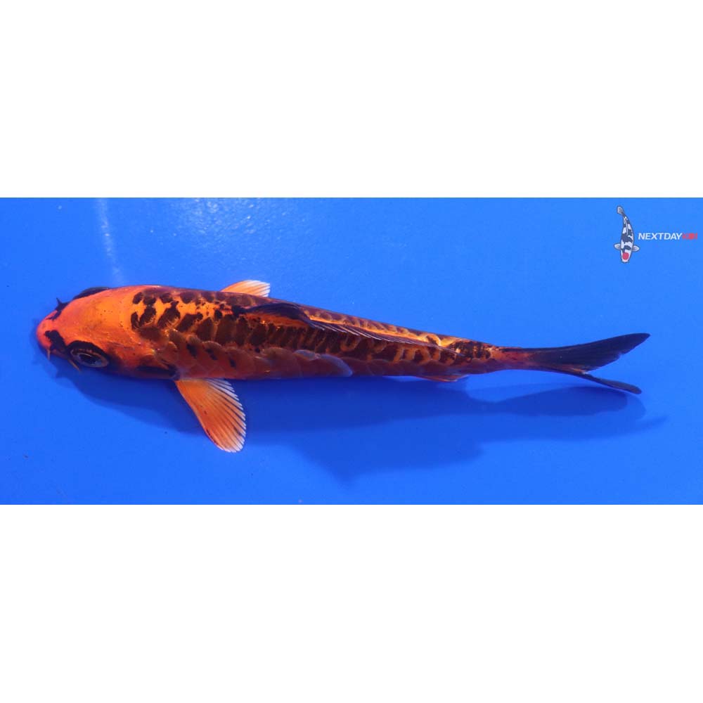 4” Imported Armor Scaled Orenji Matsuba