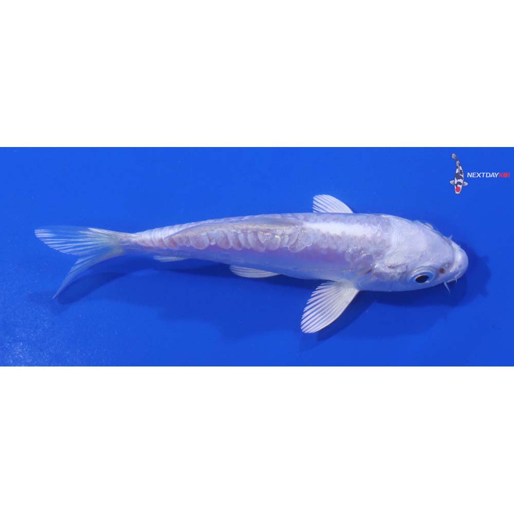 4” Imported Doitsu Platinum Ogon