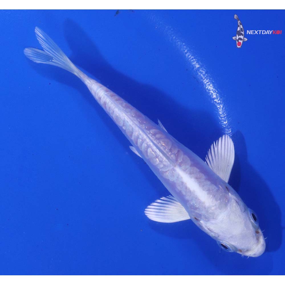 4” Imported Doitsu Platinum Ogon