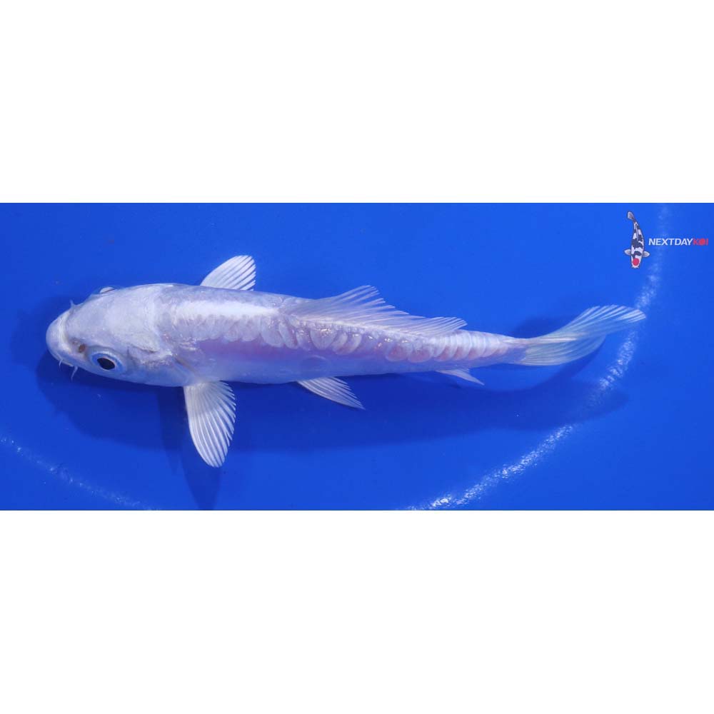 4” Imported Doitsu Platinum Ogon