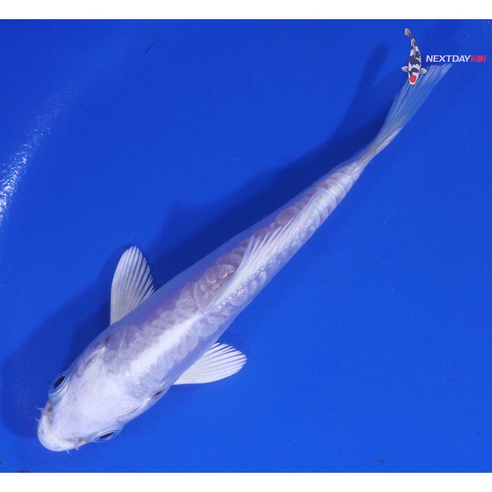 4” Imported Doitsu Platinum Ogon