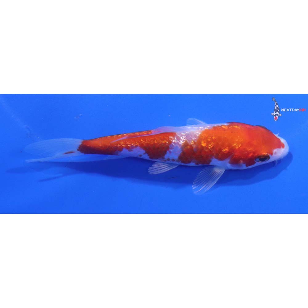 3.5” Imported Gin Rin Hariwake