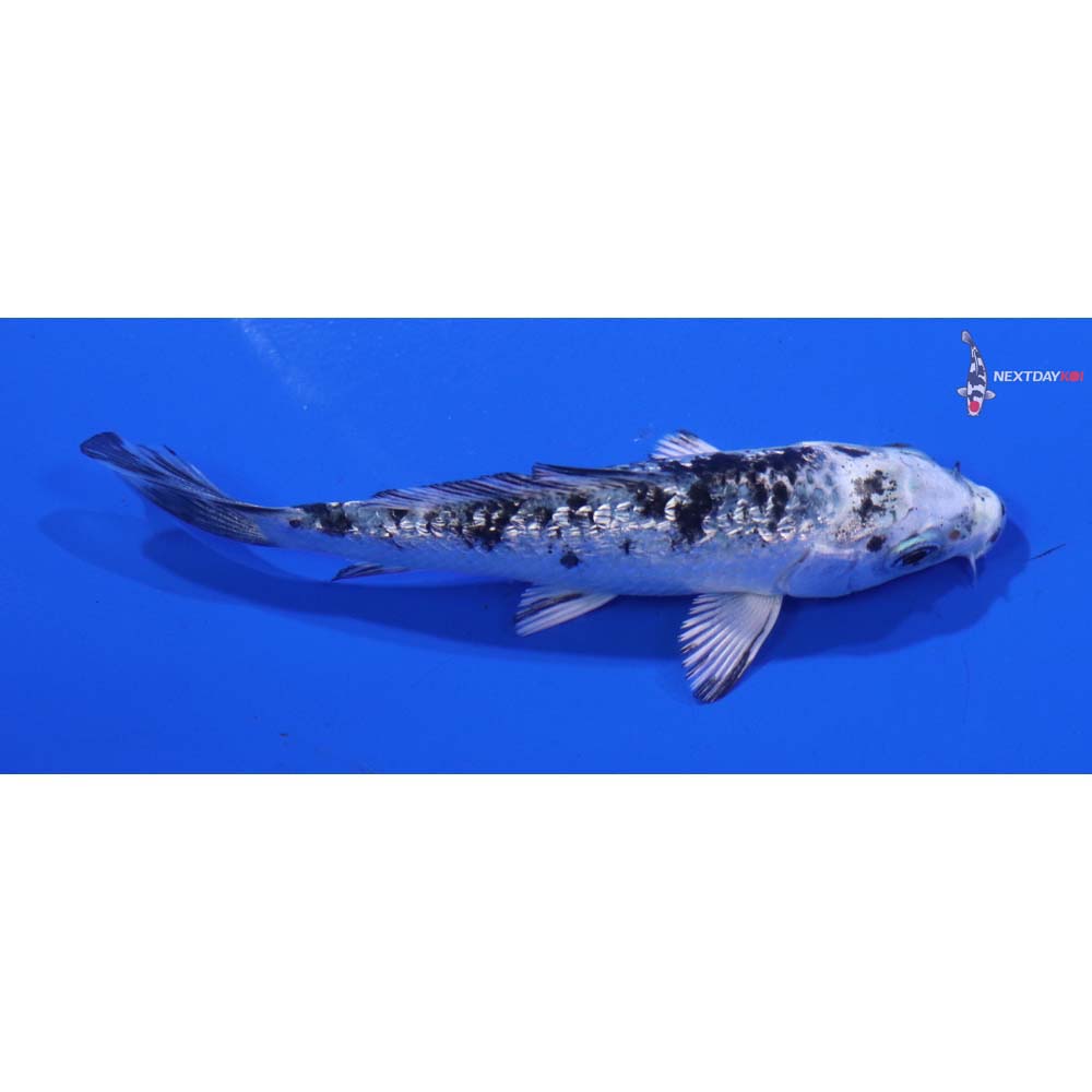3.5” Imported Gin Rin Gin Shiro Bekko