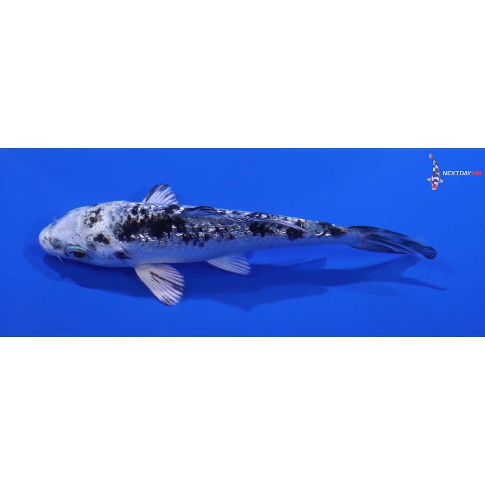 3.5” Imported Gin Rin Gin Shiro Bekko