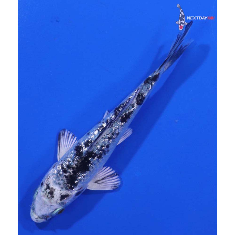 3.5” Imported Gin Rin Gin Shiro Bekko