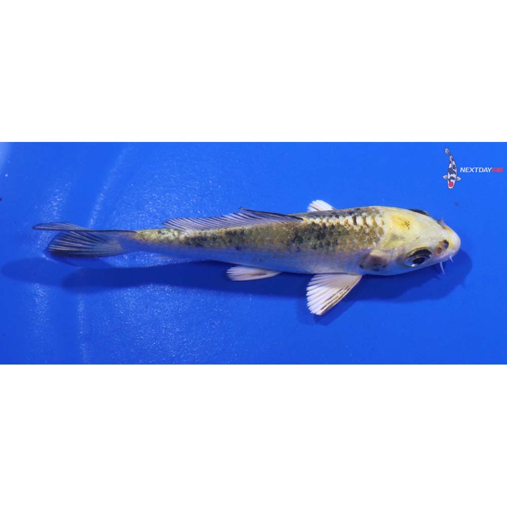 3.5” Imported Kin Ki Bekko