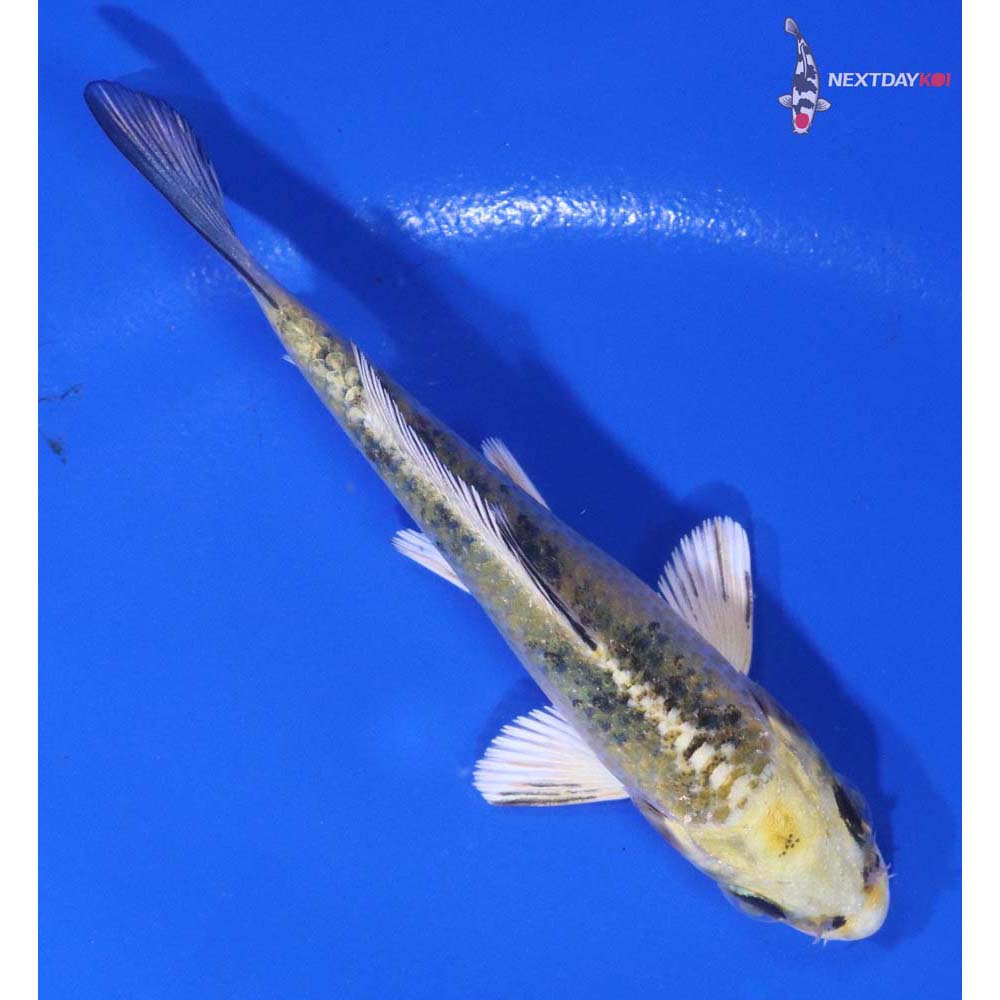 3.5” Imported Kin Ki Bekko