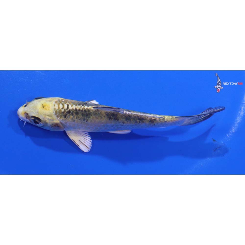 3.5” Imported Kin Ki Bekko