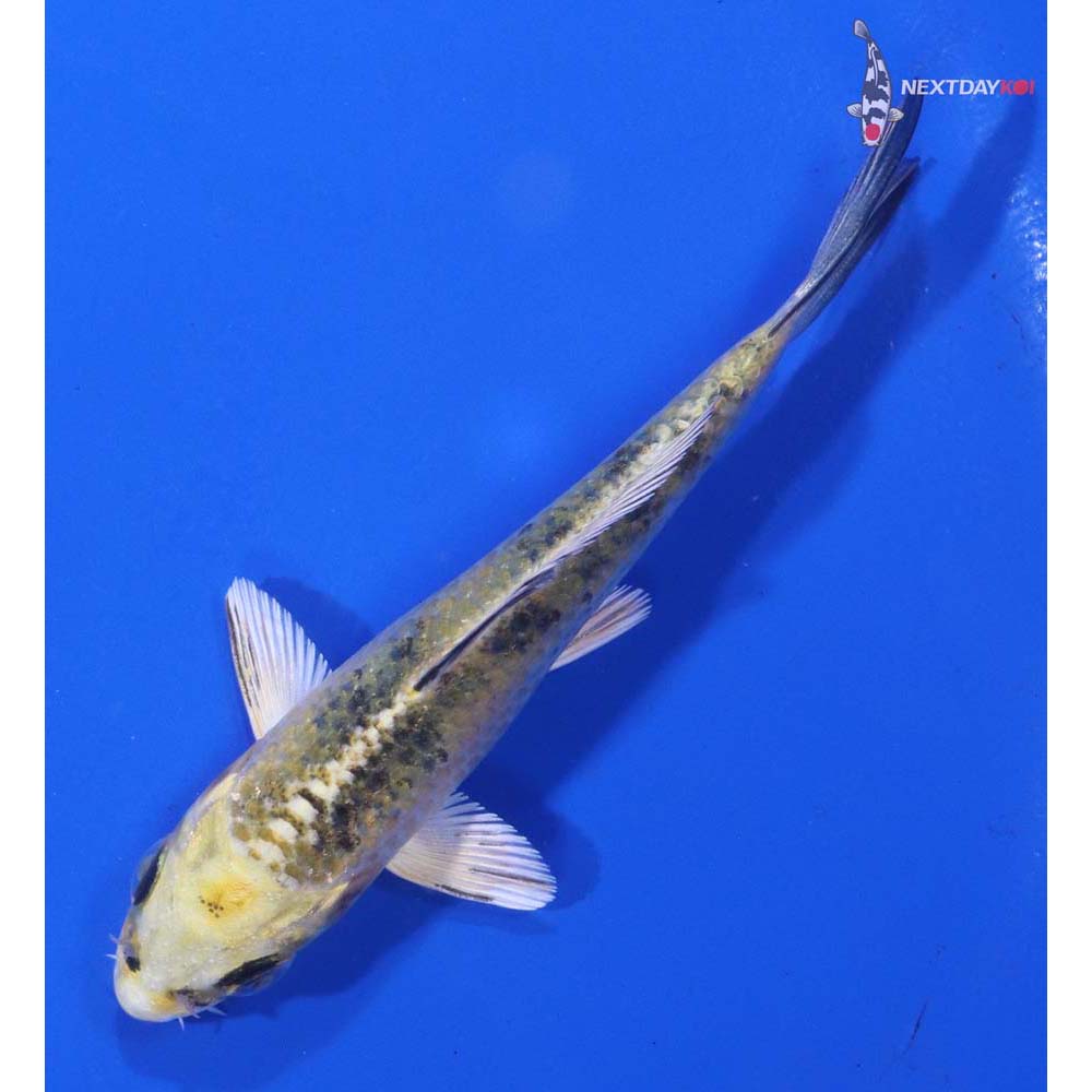 3.5” Imported Kin Ki Bekko