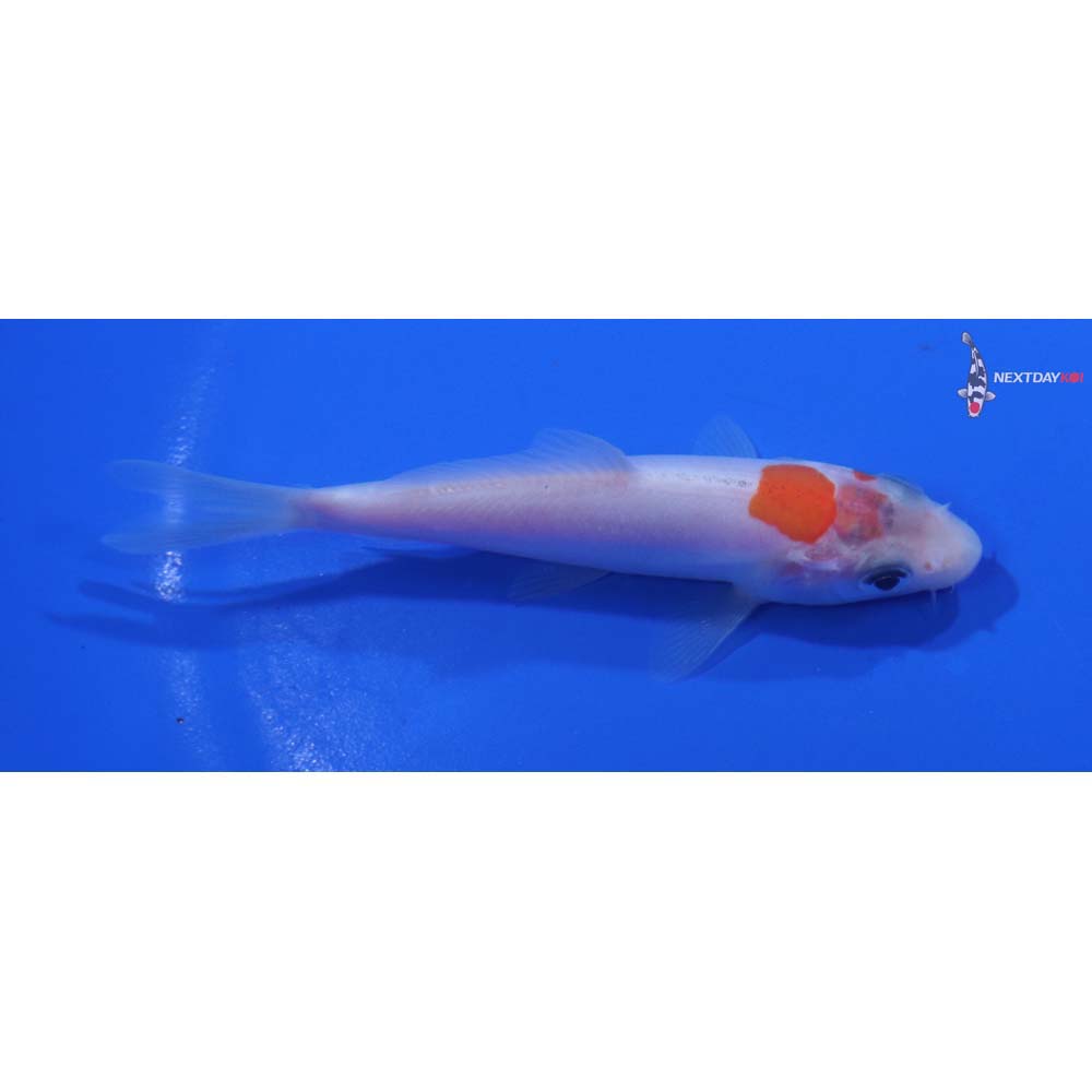 3.5” Imported Doitsu Kohaku