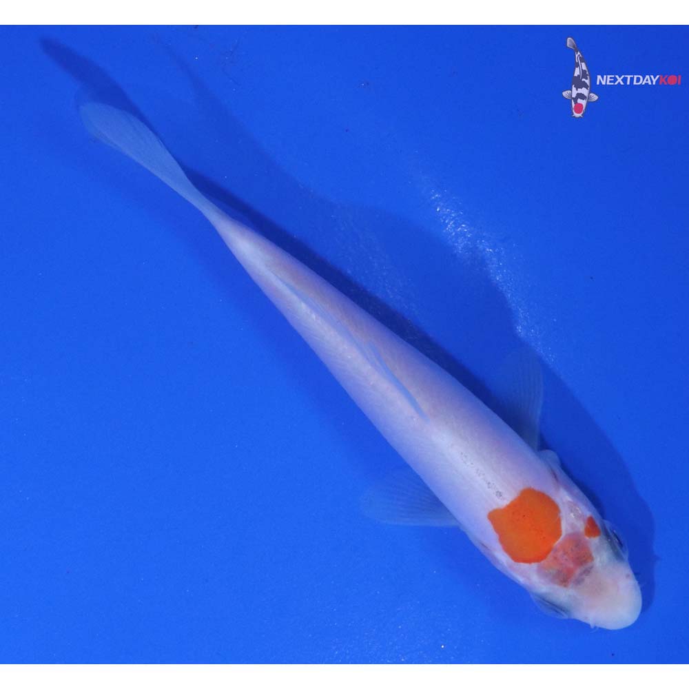 3.5” Imported Doitsu Kohaku