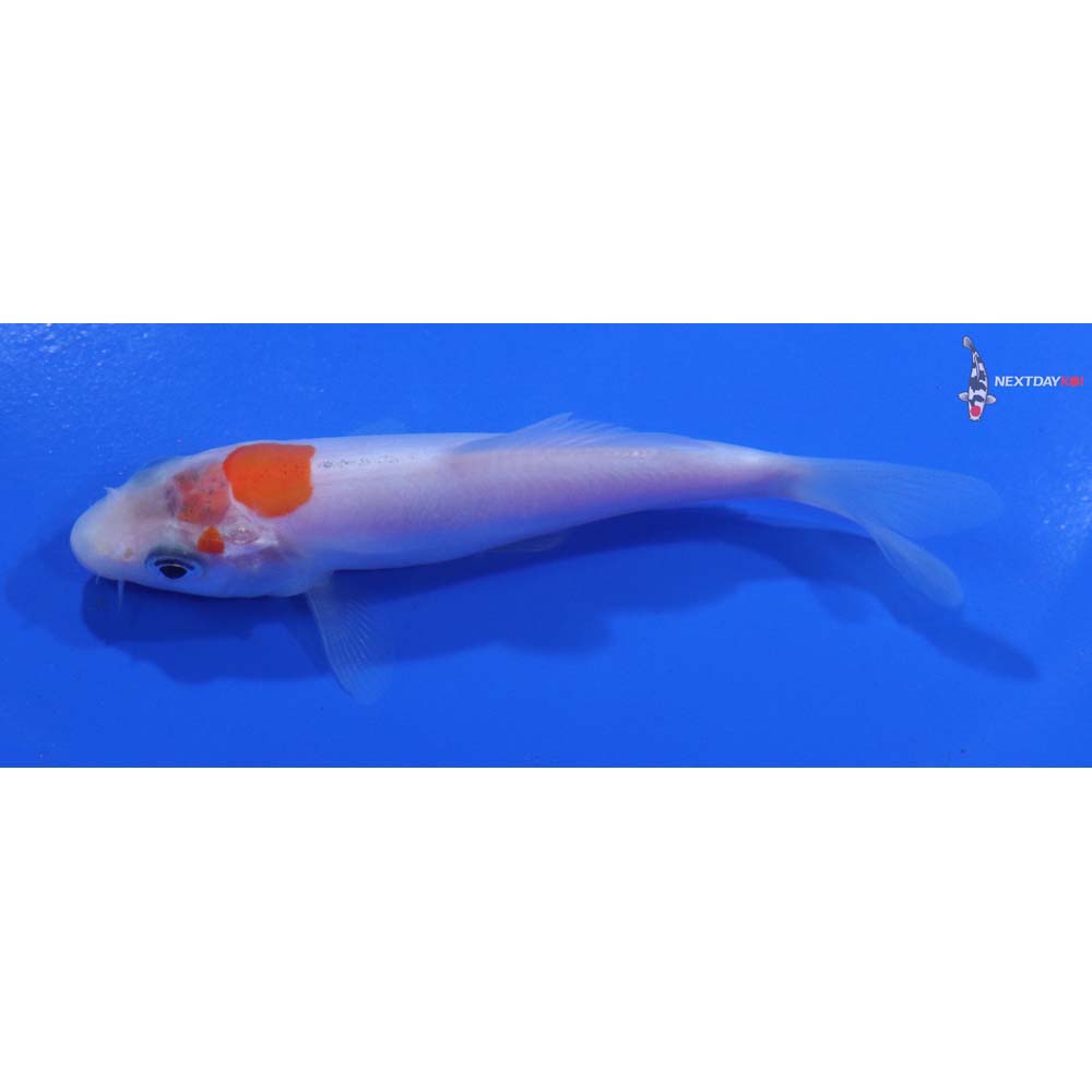 3.5” Imported Doitsu Kohaku