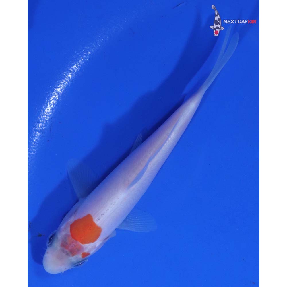 3.5” Imported Doitsu Kohaku