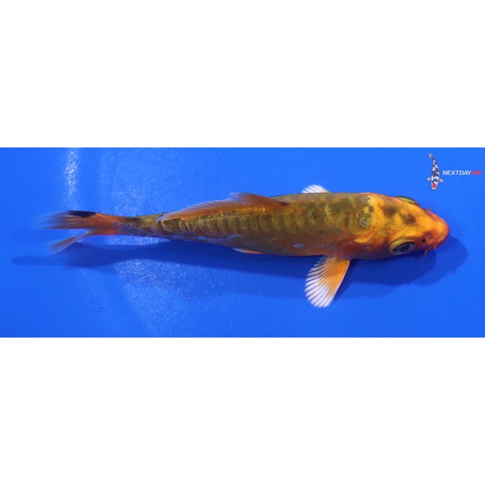 4” Imported Doitsu Kin Aka Bekko
