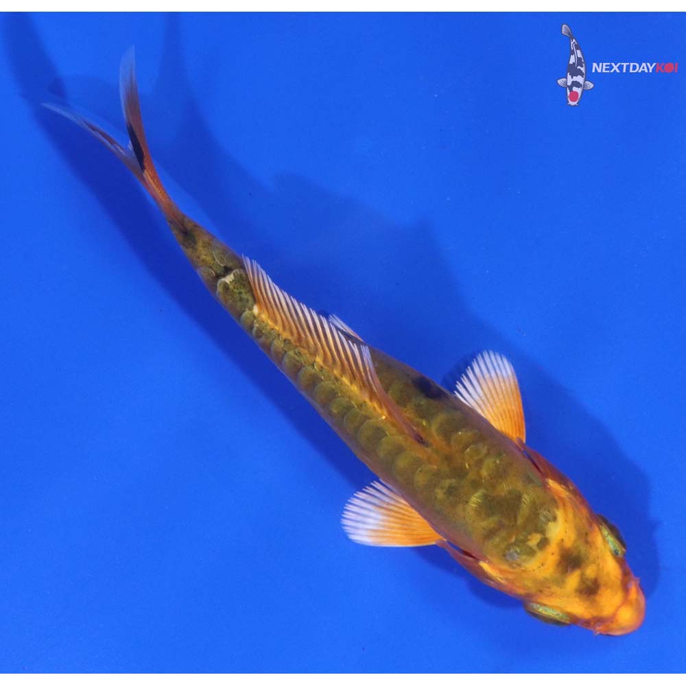 4” Imported Doitsu Kin Aka Bekko