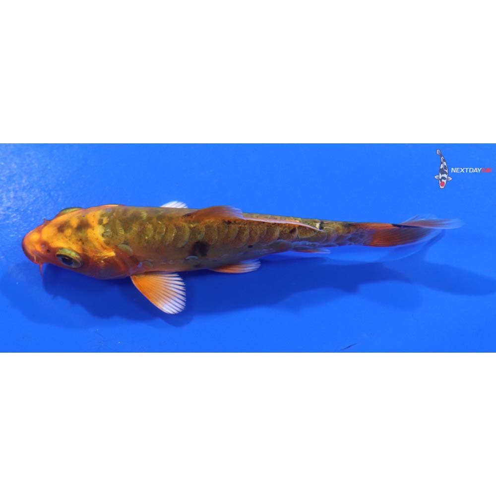 4” Imported Doitsu Kin Aka Bekko