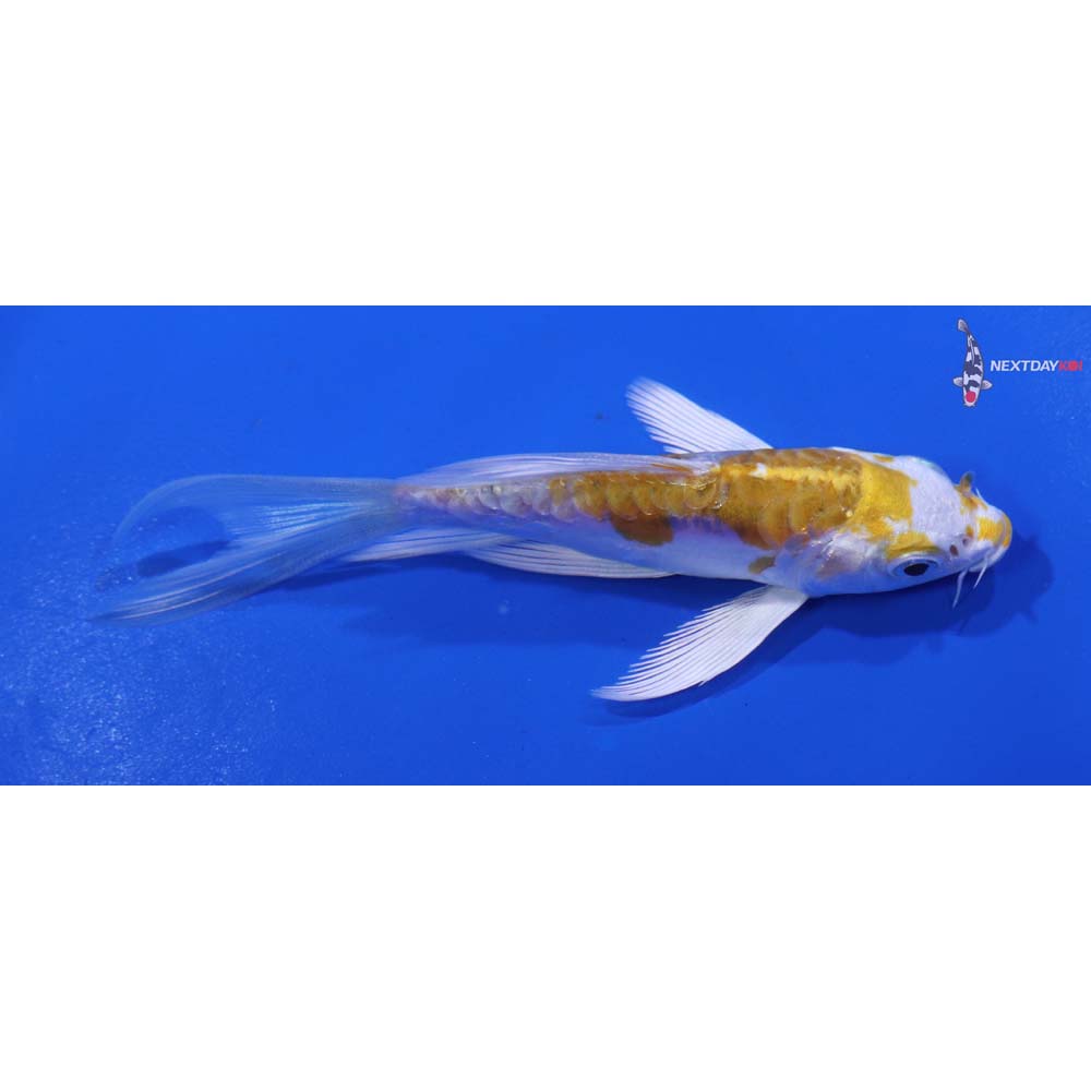 4” Imported Doitsu Lemon Hariwake Butterfly Koi