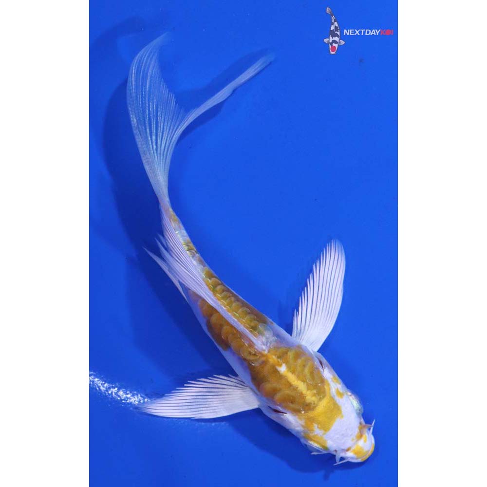 4” Imported Doitsu Lemon Hariwake Butterfly Koi