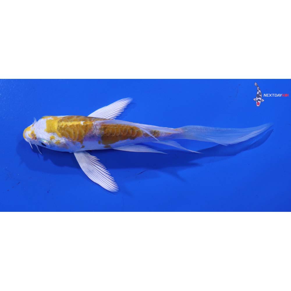 4” Imported Doitsu Lemon Hariwake Butterfly Koi