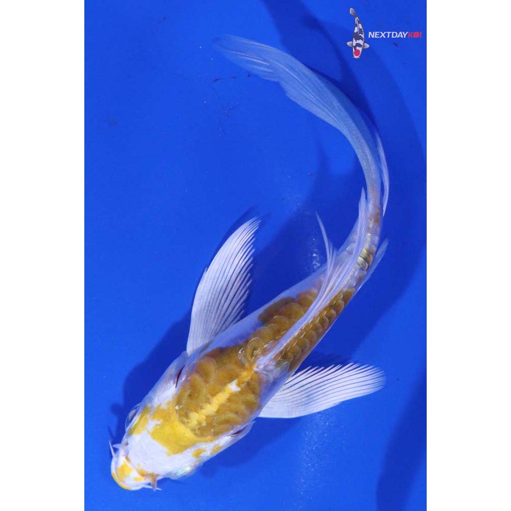4” Imported Doitsu Lemon Hariwake Butterfly Koi