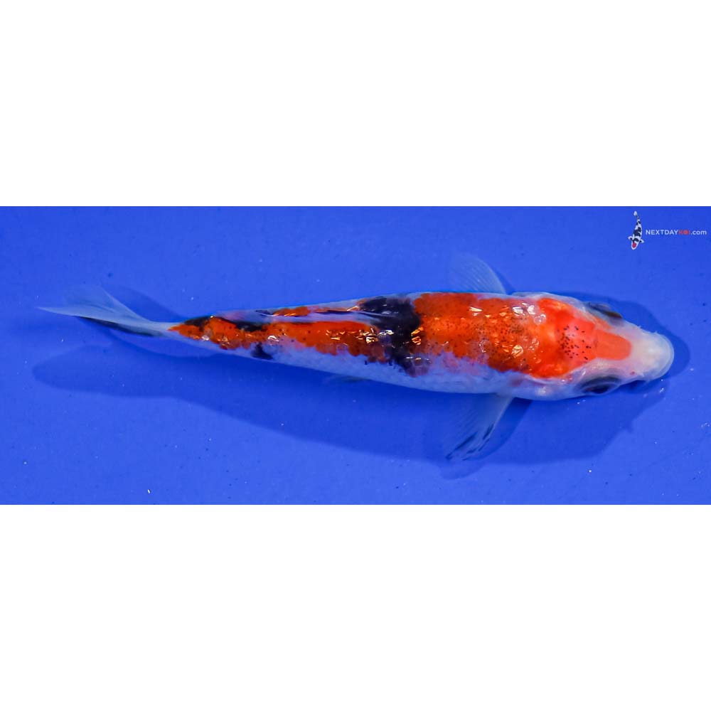 3” Imported Gin Rin Aka Sanke
