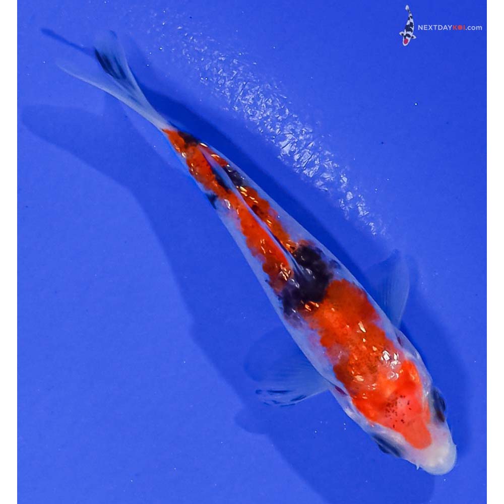 3” Imported Gin Rin Aka Sanke