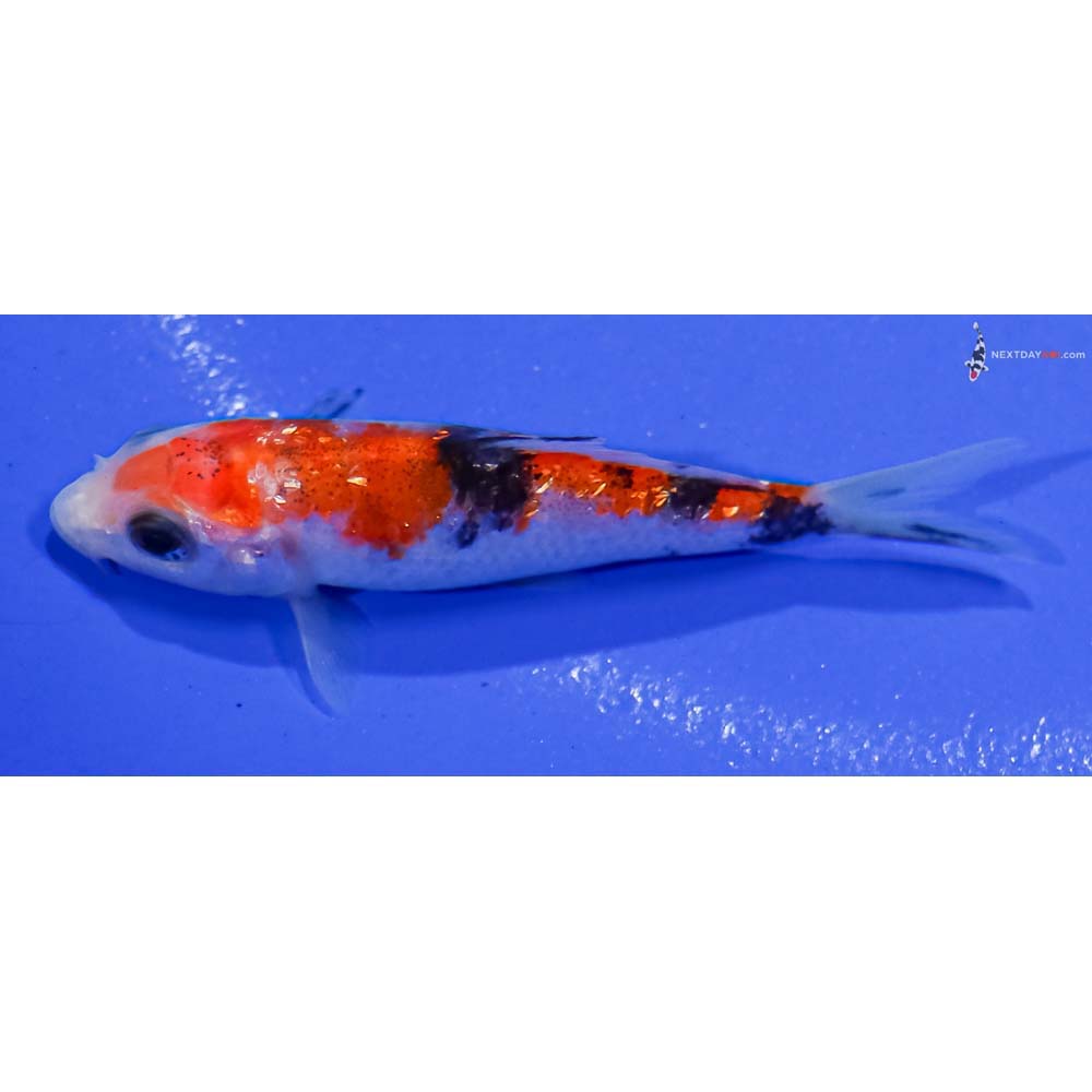 3” Imported Gin Rin Aka Sanke
