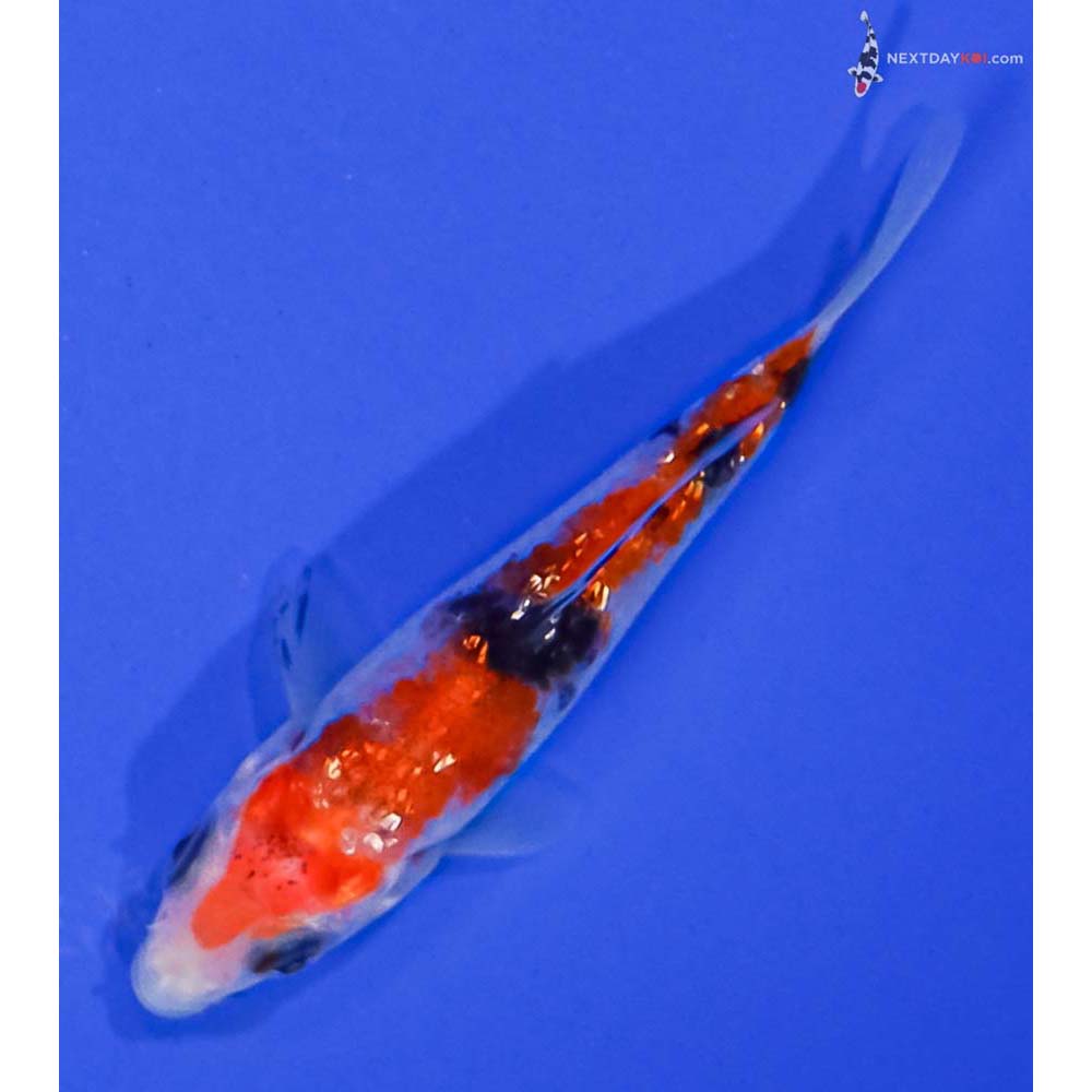3” Imported Gin Rin Aka Sanke