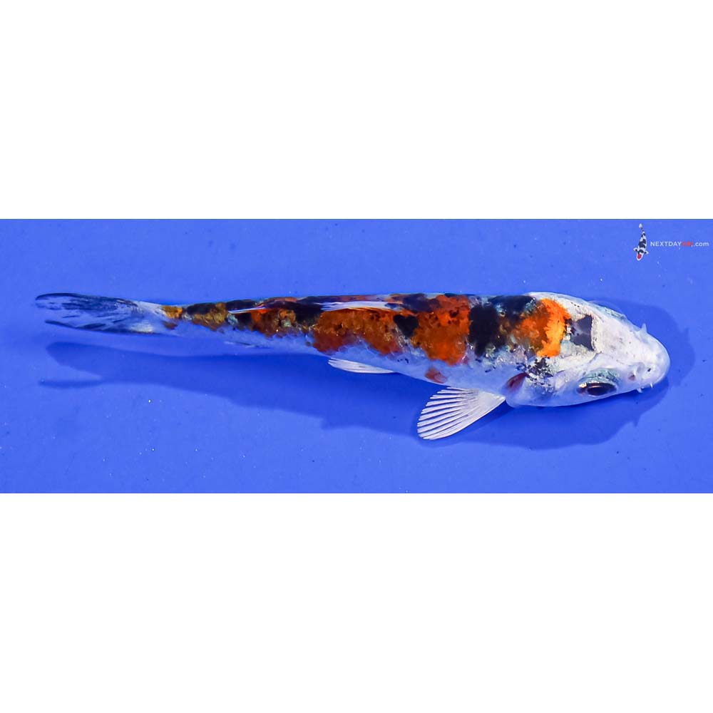 3” Imported Yamato Nishiki