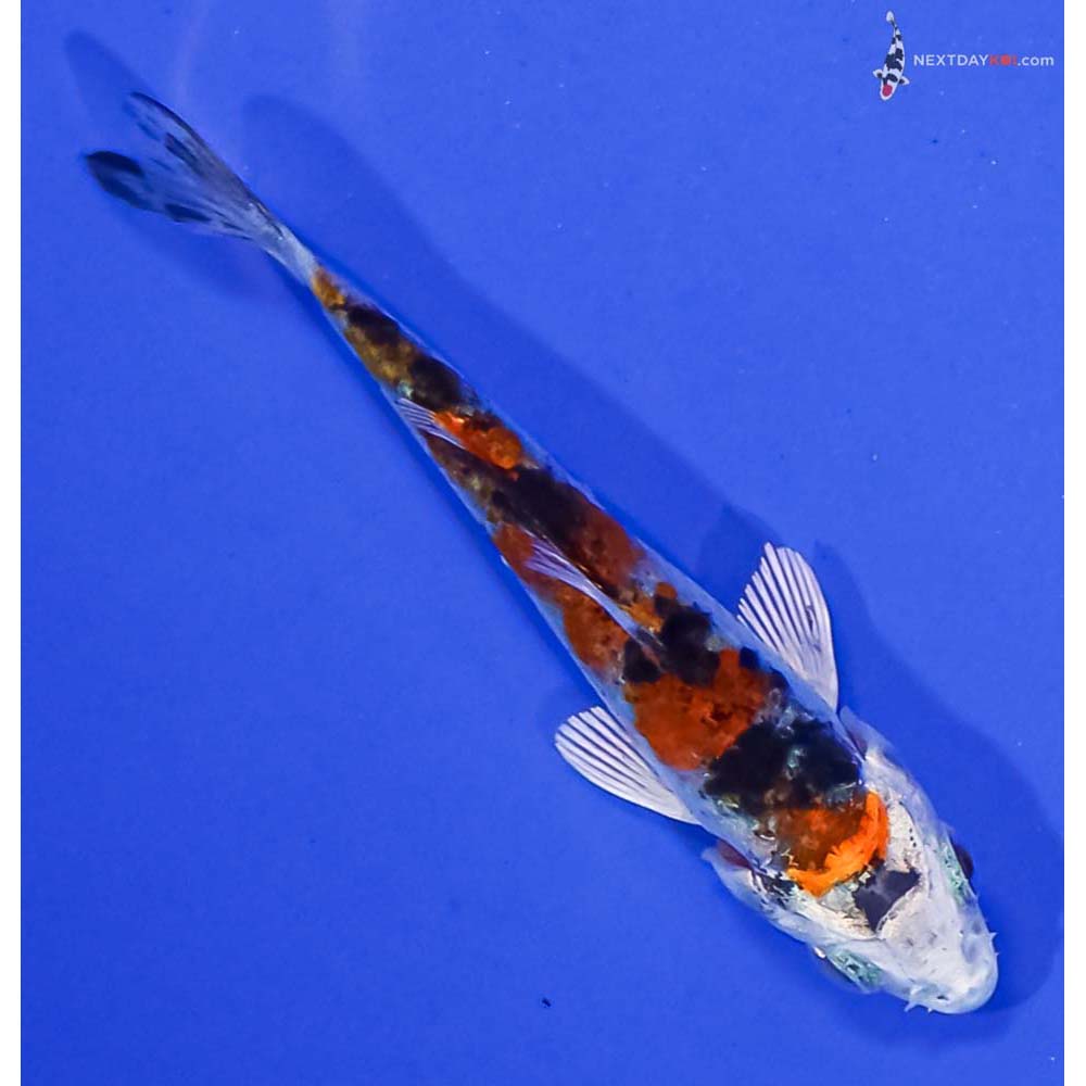 3” Imported Yamato Nishiki