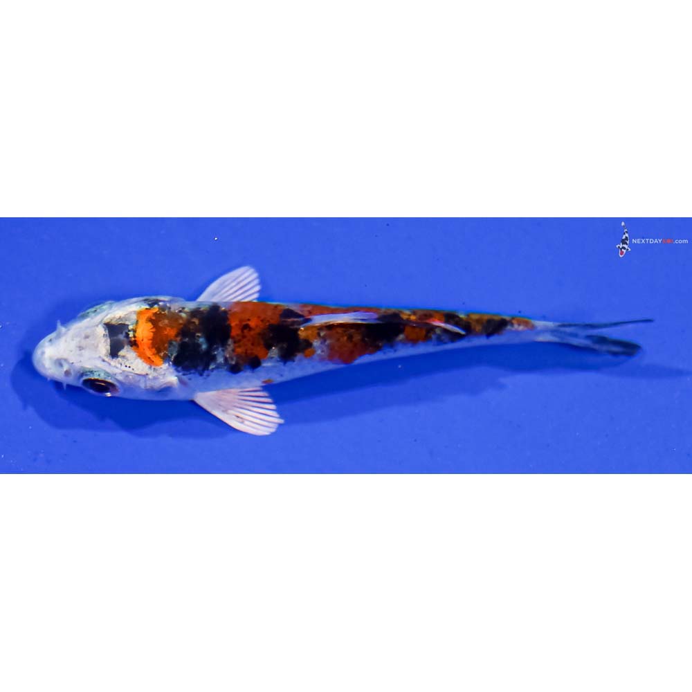 3” Imported Yamato Nishiki