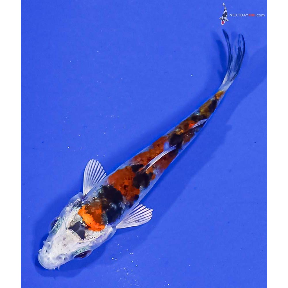 3” Imported Yamato Nishiki