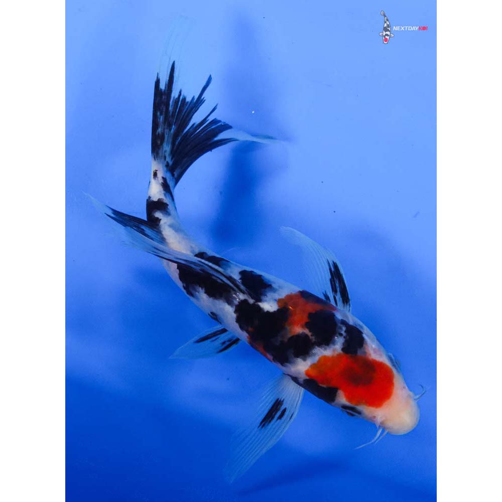 7” Imported Sanke Butterfly Koi