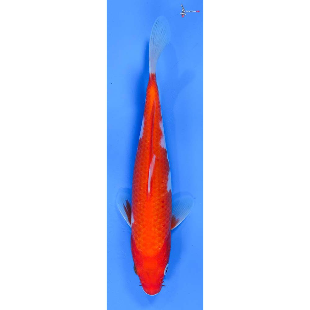 8.5” Imported Kohaku
